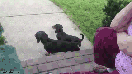 Descrição da imagem: GIF animado. Um cachorro levanta o outro pelas patas traseiras com o focinho e começa a empurrá-lo pra frente. Fim da descrição.