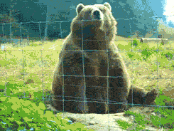 Descrição da imagem: GIF animado. Urso sentado acena com a pata como se estivesse dizendo "olá!". Fim da descrição.