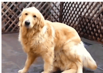 Gif animado: um golden retriever sorridente aparece de repente por baixo de outro cão idêntico e do mesmo tamanho, como se fosse um clone.