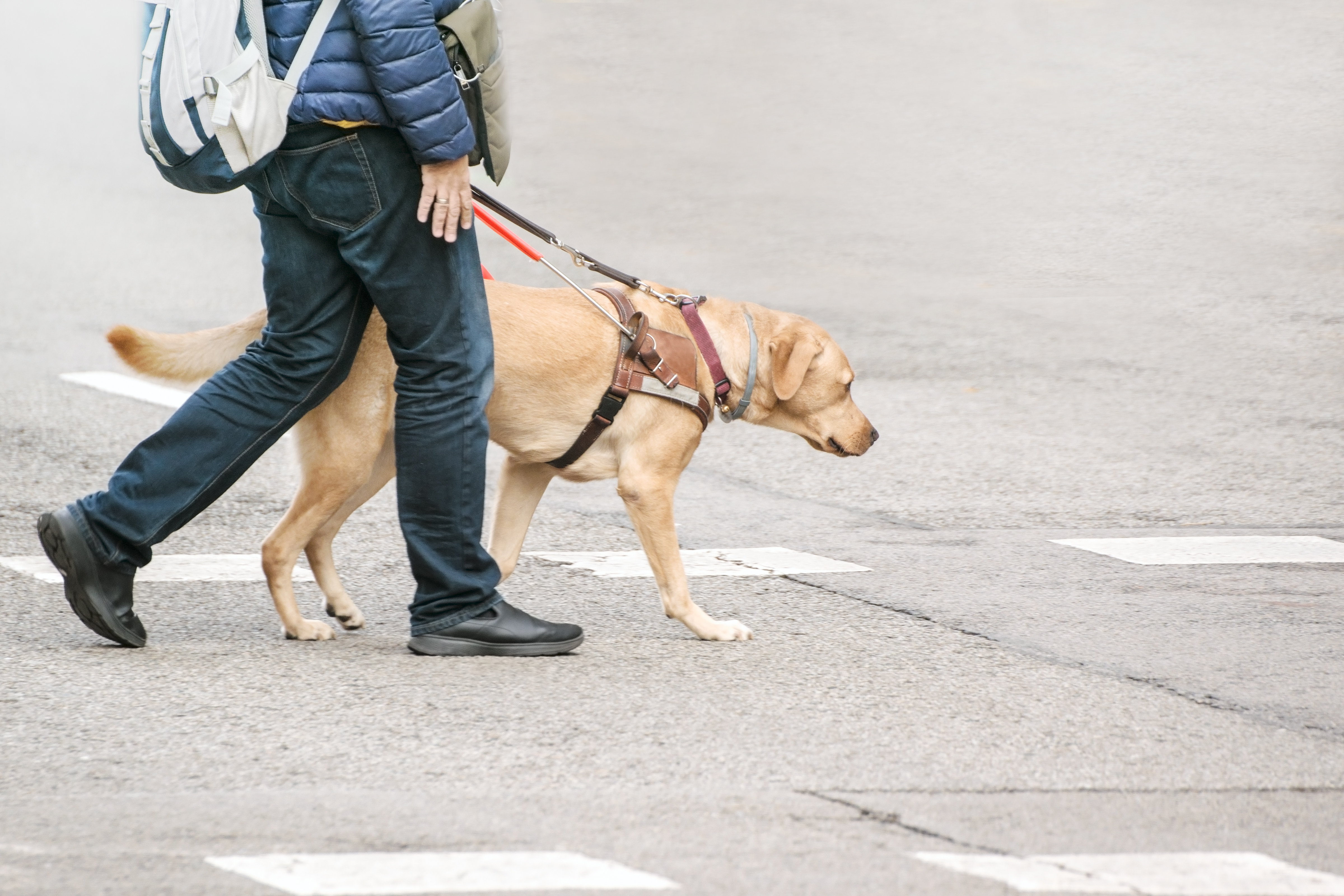 Foto de um cão-guia atravessando a rua ao lado de seu tutor, registrado da cintura para baixo. 